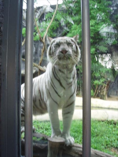 049-Белый тигр